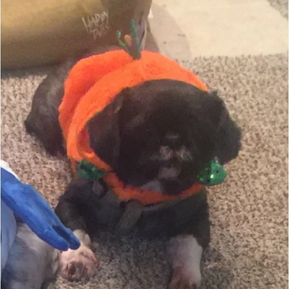 Pumpkin pet costume, Medium, Halloween - Picture 6 of 6